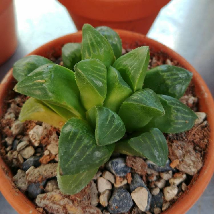 Plant image Haworthia Turgida