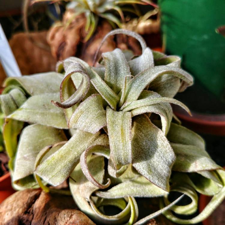 Plant image Tillandsia streptophylla