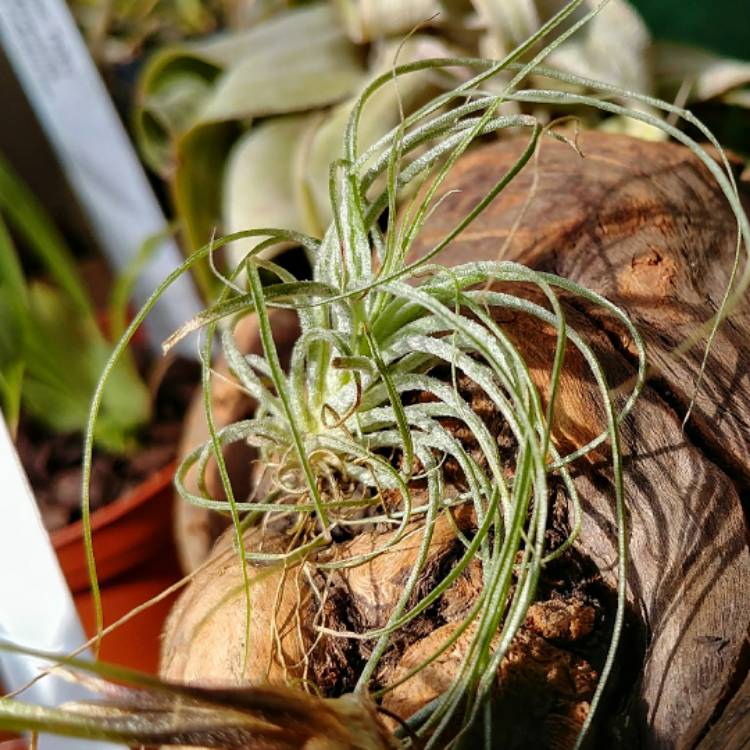 Plant image Tillandsia stricta