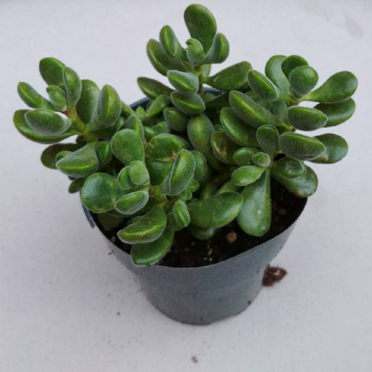 Plant image Crassula congesta