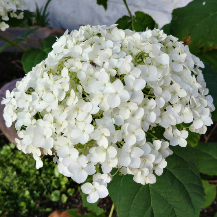 Plant image Hydrangea arborescens 'Incrediball'