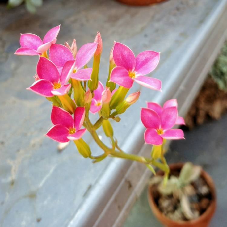 Plant image Kalanchoe Synsepala Form 1 of 3