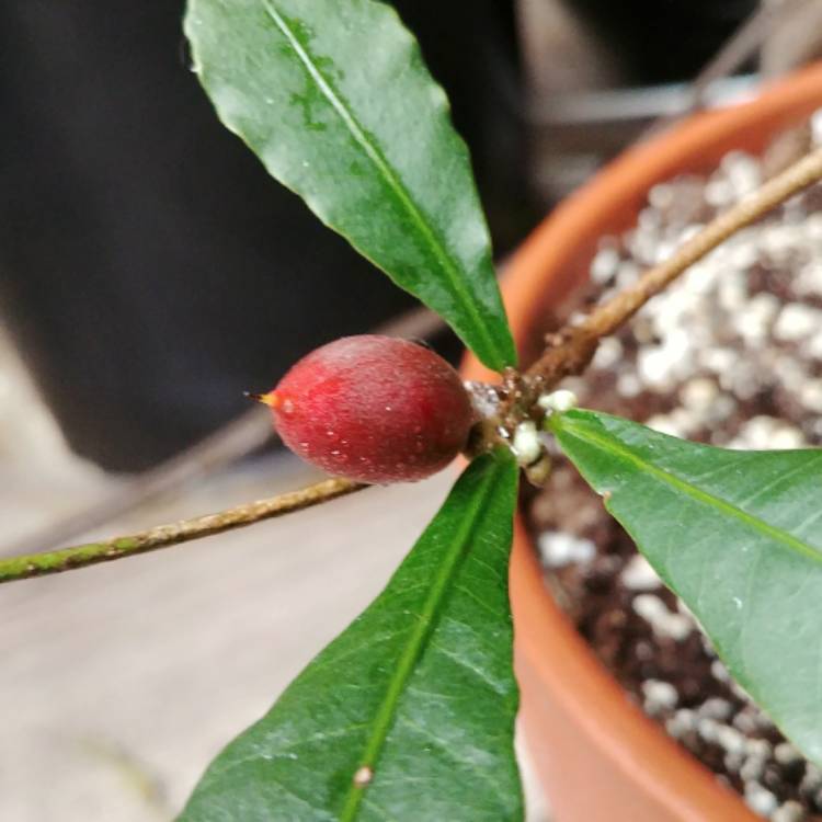 Plant image Synsepalum dulcificum