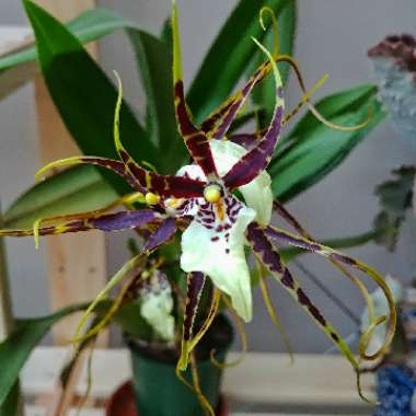 Brassia Orchid