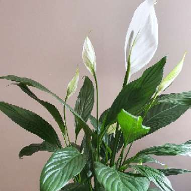 Peace Lily