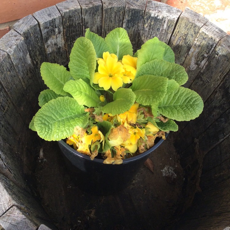 Plant image Primula elatior 'Crescendo Yellow'