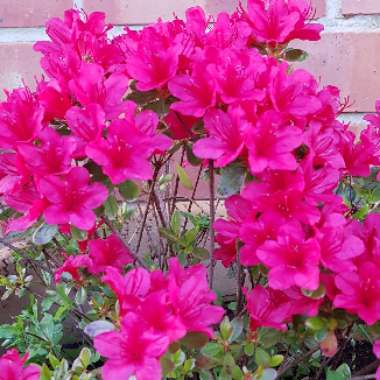 Azalea 'Kermesina'