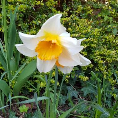 Daffodil 'Thalia' (Triandrus)