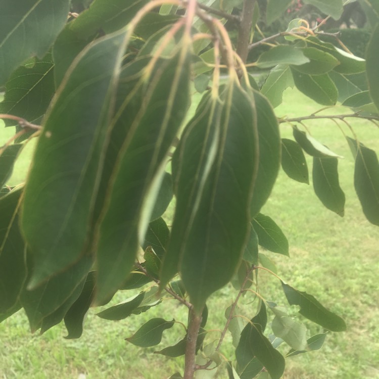 Plant image Diospyros virginiana