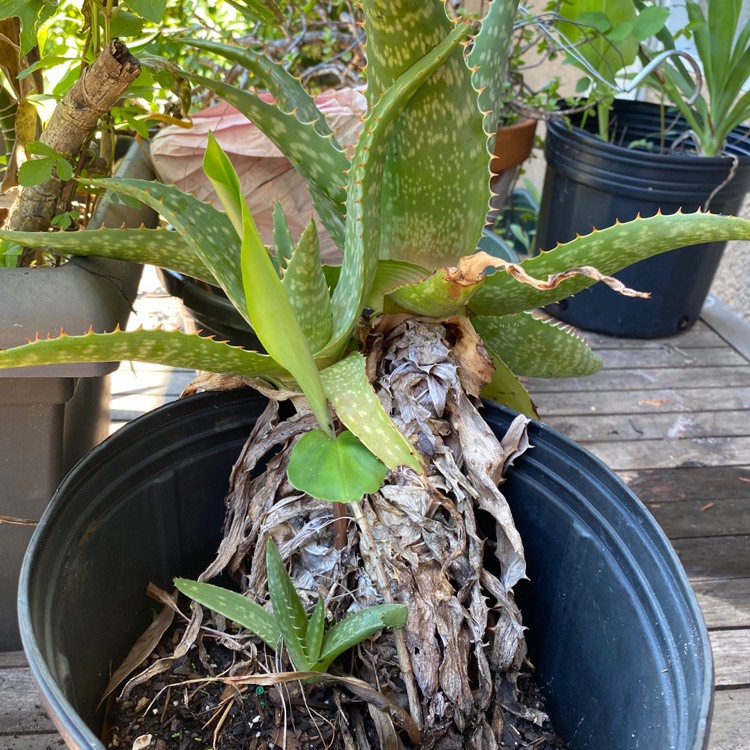 Plant image Aloe Saponaria Variegata