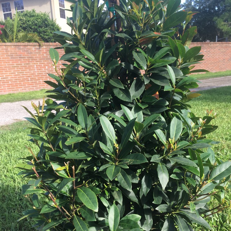 Plant image Prunus laurocerasus