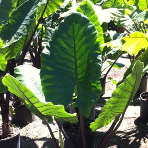 Plant image Colocasia esculenta 'Fontanesii' syn. Colocasia esculenta 'Black Stem'