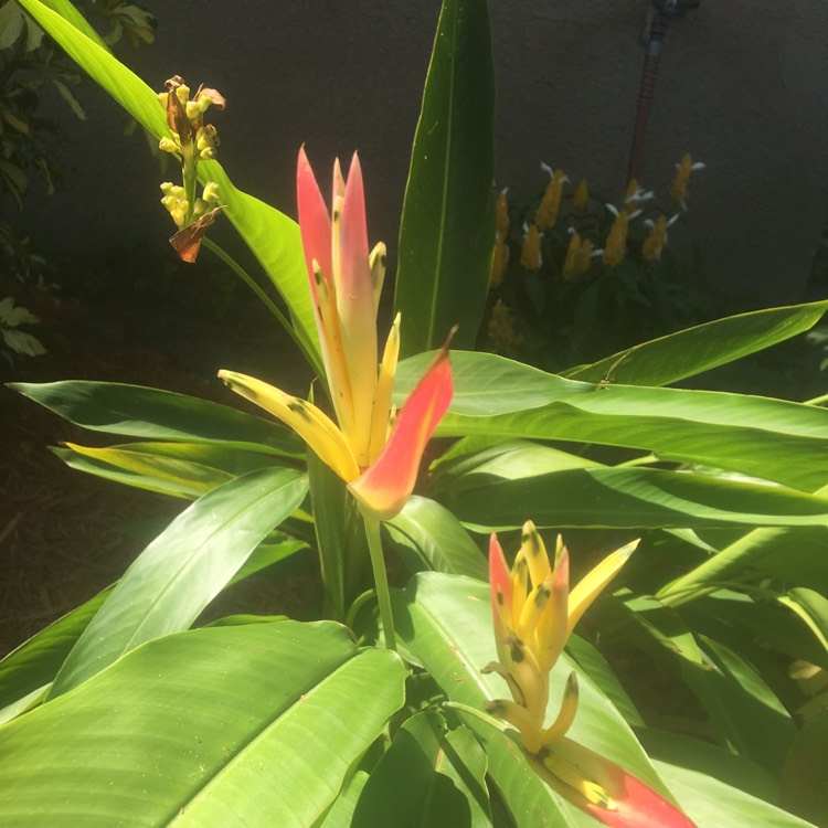 Plant image Heliconia psittacorum 'Choconiana'