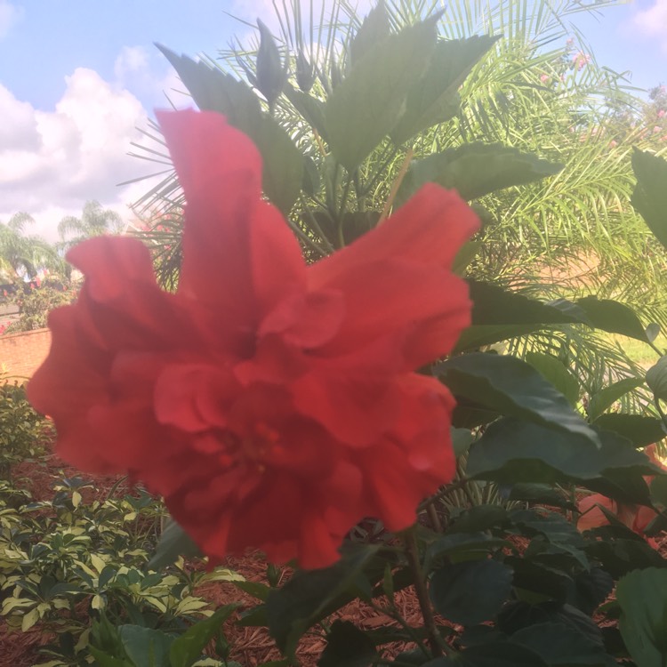 Plant image Hibiscus rosa-sinensis 'Sabrina'