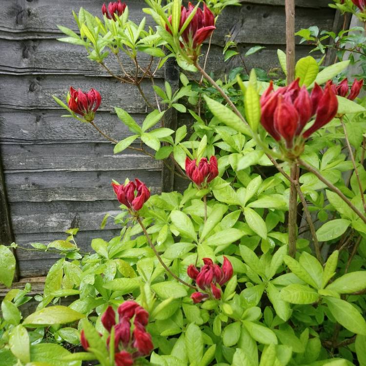 Plant image Rhododendron 'Golden Eagle'