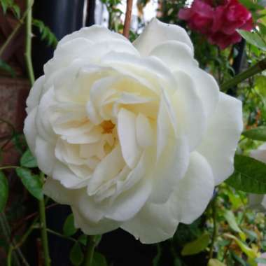 Rosa 'Climbing Iceberg'