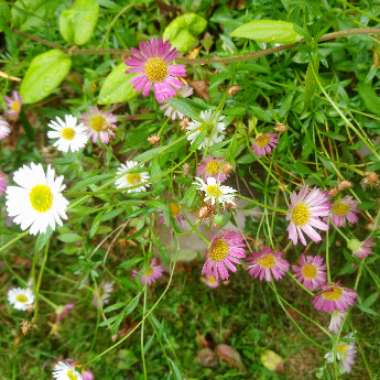 Erigeron