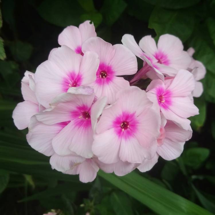 Plant image Phlox Paniculata 'Bright Eyes'