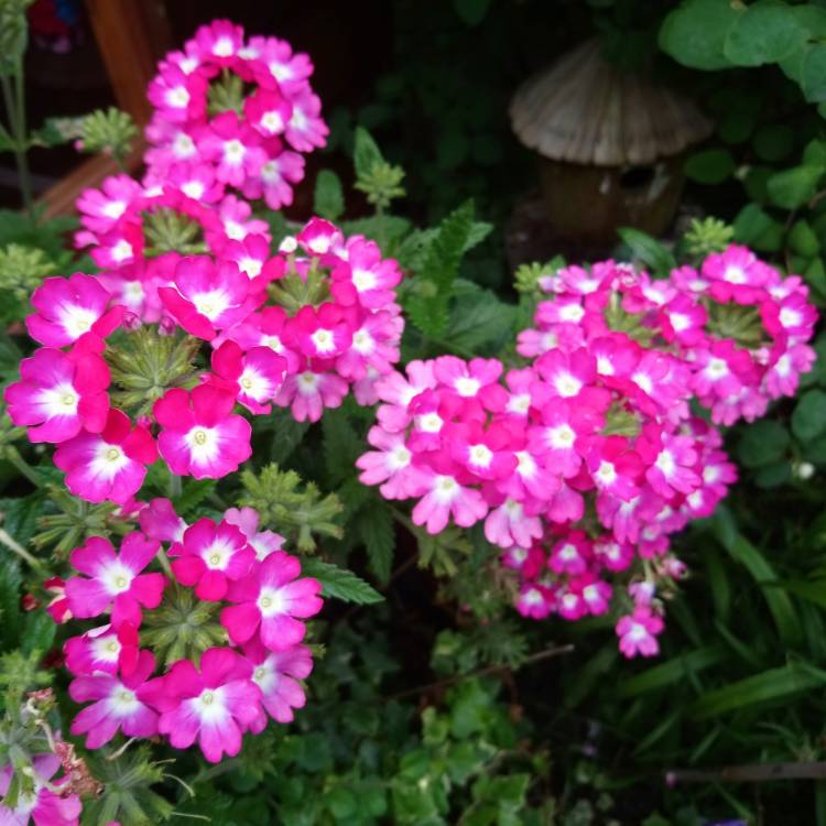 Plant image Verbena 'Flagdena' syn. Verbena 'Lanai Pink Twister'