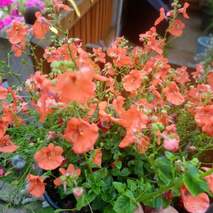 Plant image Diascia 'Little Tango'