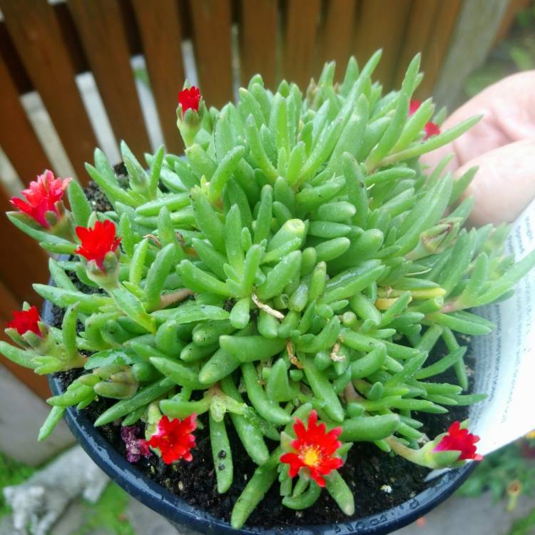 Plant image Delosperma Wheels Of Wonder 'Fire wonder'