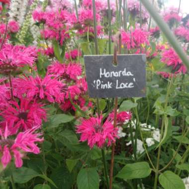 Monarda 'Pink Lace'