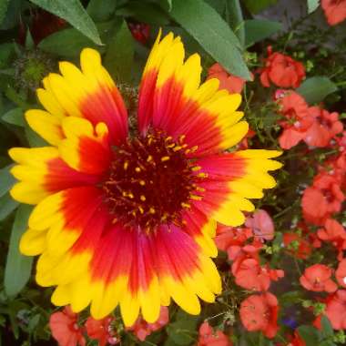 Gaillardia x grandiflora 'Arizona Sun' syn. Gaillardia 'Arizona Sun'