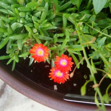 Delosperma Wheels Of Wonder 'Fire wonder'