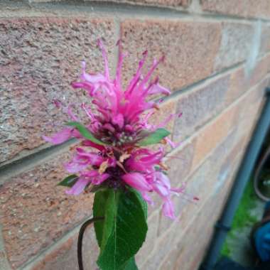 Monarda 'Beauty of Cobham'