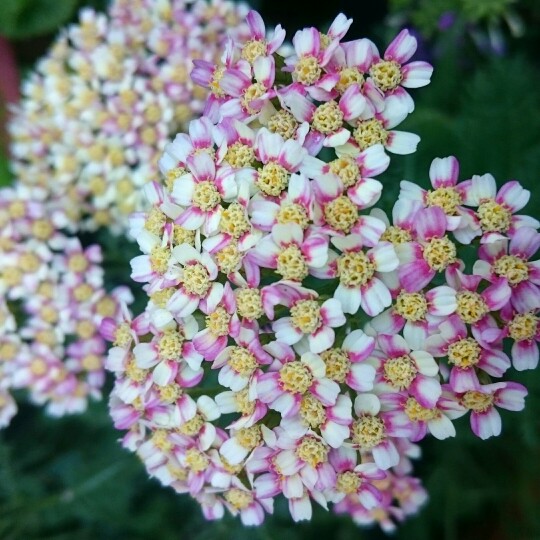 Plant image Achillea 'Desert Eve' series