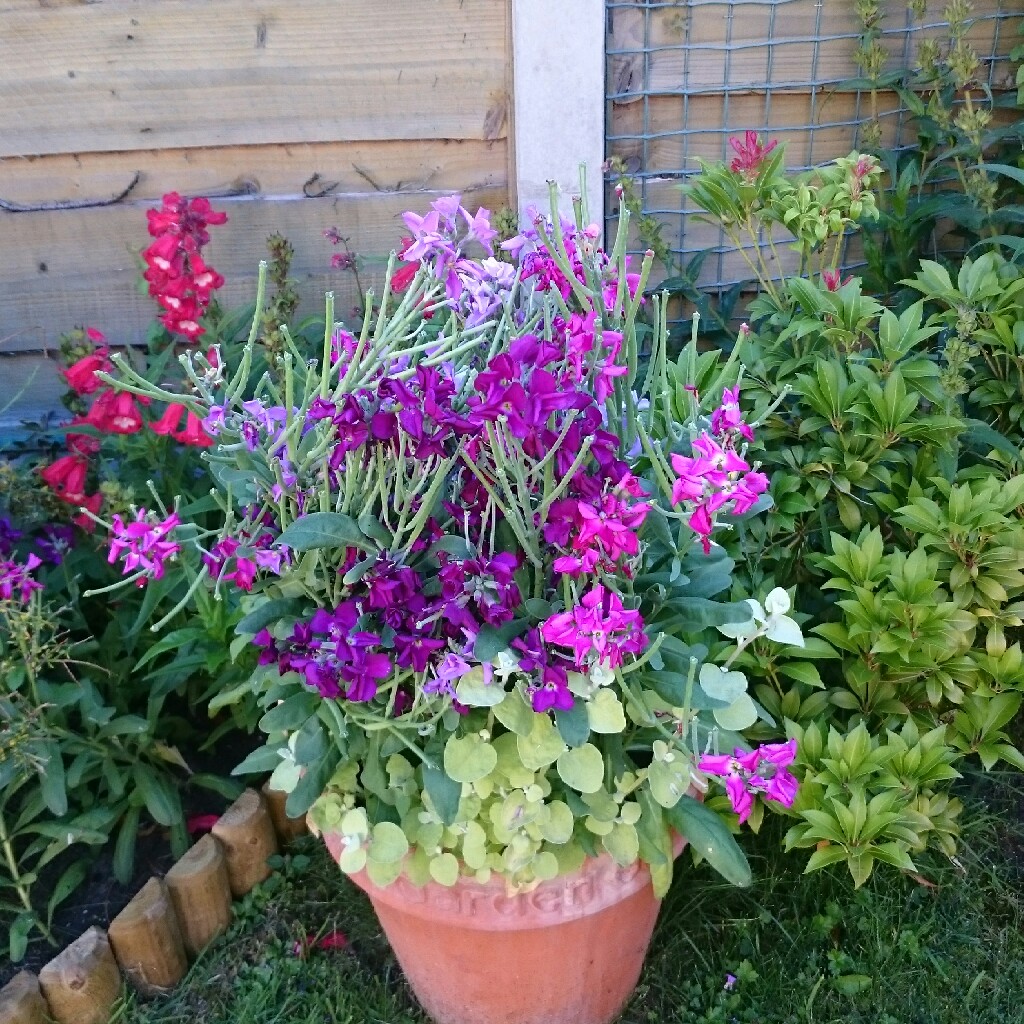 Plant image Matthiola incana 'Cinderella Lavender'