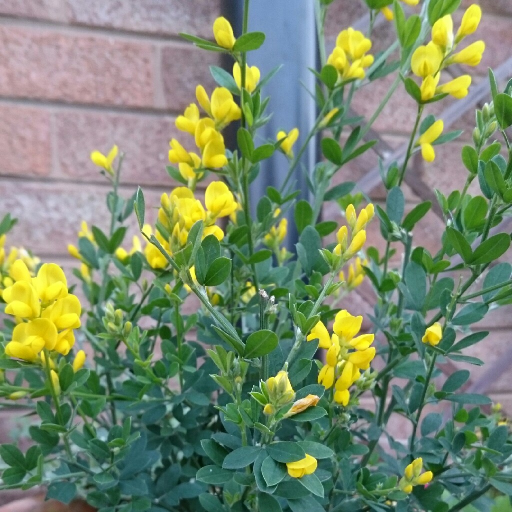 Plant image Genista maderensis