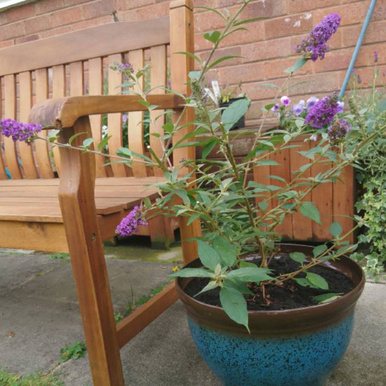 Plant image Buddleja 'Blue Chip' (Lo and Behold Series)