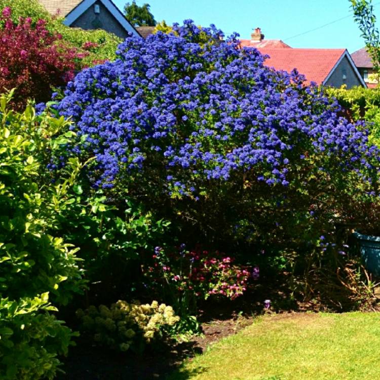 Plant image Ceanothus Purpureus