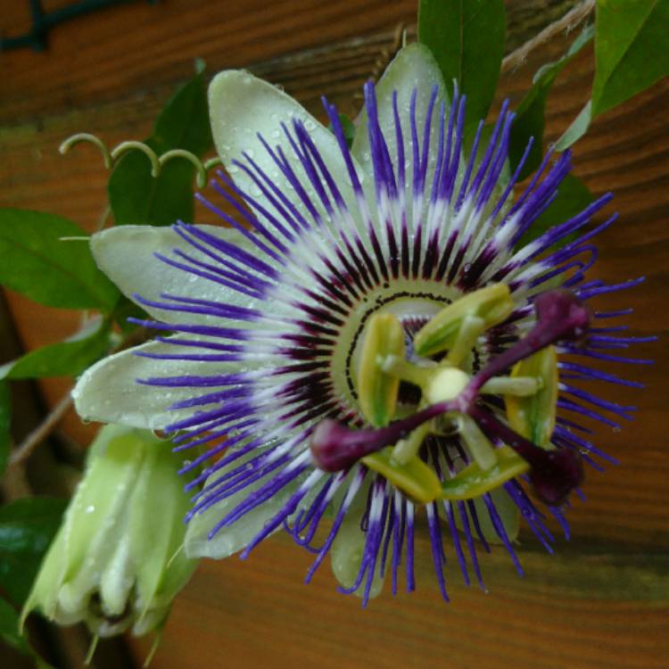 plant image 540189