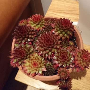 Sempervivum Winter Red