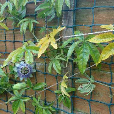 Passiflora caerulea