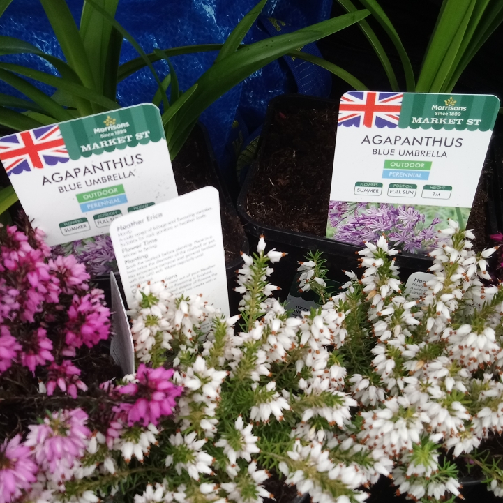 Plant image Agapanthus 'Blue Umbrella'