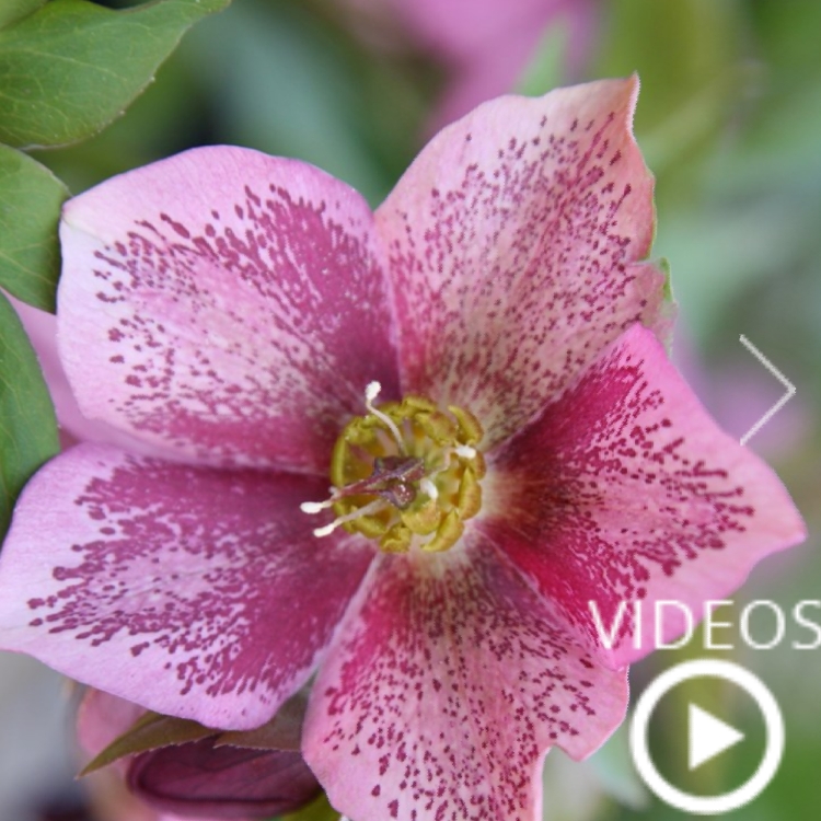 Plant image Helleborus x hybridus 'Harvington Double Pink Speckled'