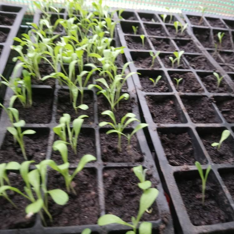 Plant image Centaurea cyanus 'Polka Dot Mix'