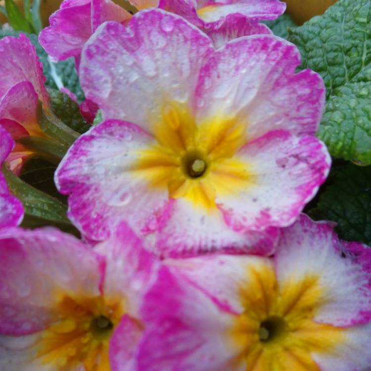 Plant image Primula acaulis 'Lipstick'