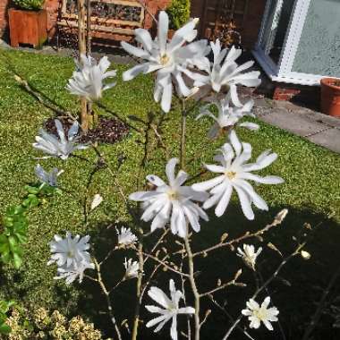 Magnolia stellata