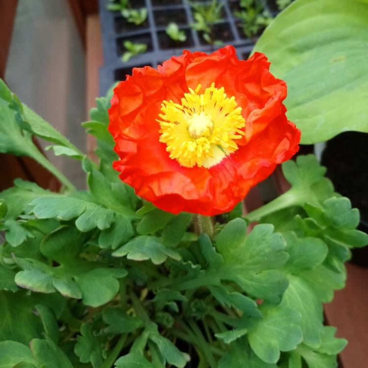 Plant image Papaver nudicaule 'Artist's Glory'