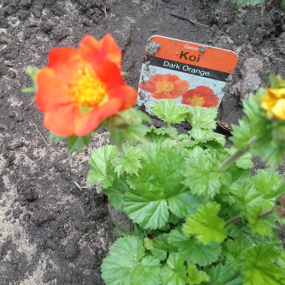 Plant image Geum coccineum 'Koi'