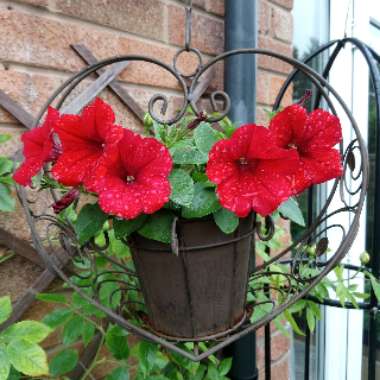 Petunia 'Sunsurf Akatora' (Surfinia Series) syn. Petunia 'Trailing Deep Red'