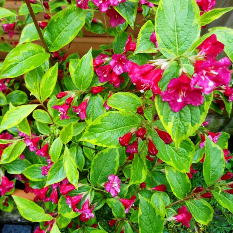 Plant image Weigela florida 'Brigela' syn. Weigela florida 'Moulin Rouge'