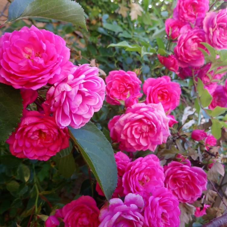 Plant image Rosa 'Poulyc006' syn. Rosa 'Boogie-Woogie'