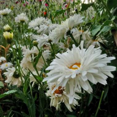 Leucanthemum x superbum 'Crazy daisy'