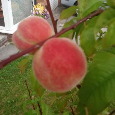 Prunus persica 'Rochester'