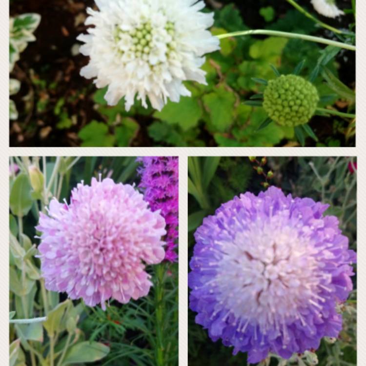 Plant image Scabiosa atropurpurea 'Tall Double Mix'